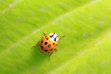 Obraz premium Ladybird