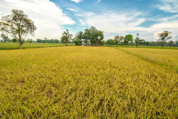 Obraz premium Green-yellow rice field during rainy season Southeast Asia, Thailand, Laos, Vietnam, Cambodia, Burma 