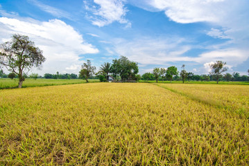 Green-yellow rice field during rainy season Southeast Asia, Thailand, Laos, Vietnam, Cambodia, Burma
