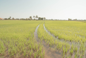 Fototapeta premium Green-yellow rice field during rainy season Southeast Asia, Thailand, Laos, Vietnam, Cambodia, Burma 