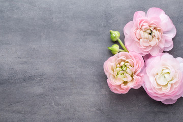 Pink beautiful ranunculus on gray background.