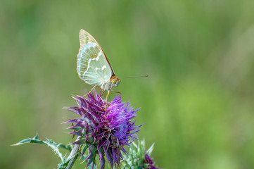 Beautiful butterfly feeding on large thistle. Proboscis close-up.
