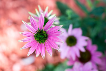 Pinkfarbener Sonnenhut - Die Blüte des Sommers