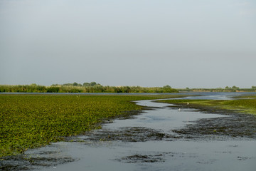 Landscape with waterline, birds, reeds and vegetation in Danube Delta, Romania