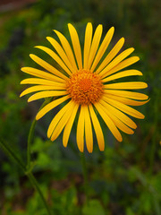 Rudbeckia in the garden