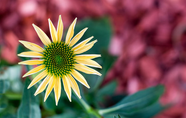 Gelber Sonnenhut - Die Blüte des Sommers