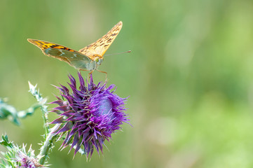 Beautiful butterfly feeding on large thistle. Proboscis close-up.