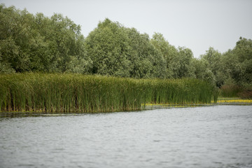 Fototapeta premium Landscape with waterline, birds, reeds and vegetation in Danube Delta, Romania