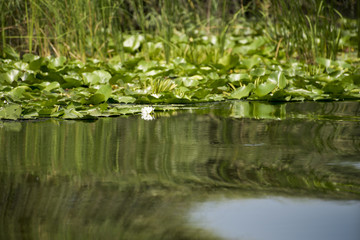 Landscape with waterline, birds, reeds and vegetation in Danube Delta, Romania