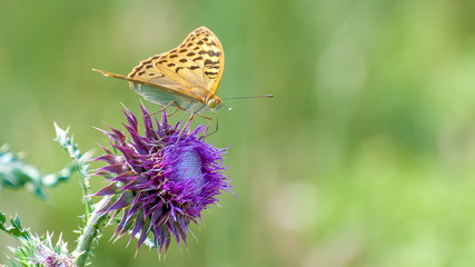 Beautiful butterfly feeding on large thistle. Proboscis close-up.