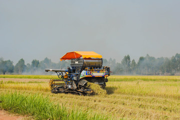 Fototapeta premium Rice harvesting in Southeast Asia 