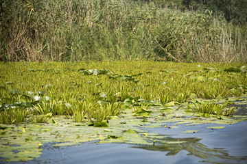 Landscape with waterline, birds, reeds and vegetation in Danube Delta, Romania