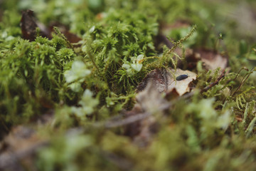 Green moss and leaves close-up.