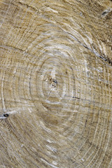 Naklejka premium Wooden cut texture, tree rings