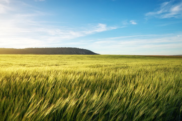 Field of wheat in the morning. Composition of nature