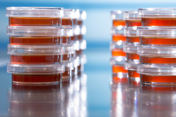 Pile petri dish for growing cultures of microorganisms in doctor hand , fungi and microbes. A Petri dish  ( Petrie dish. Petri plate or cell-culture dish)