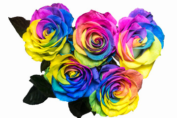 Fototapeta premium Beautiful multicolor rose flower isolated on white background