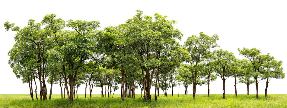Group of tree