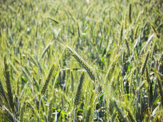 field of rye. ears of rye on a large field
