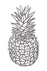 Hand drawn illustration of pineapple. Vector picture
