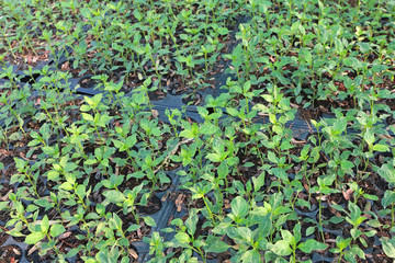 Small chilli plant.