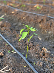 Young chili plant in the farm with Self-compensating dripper irrigation used in agriculture.