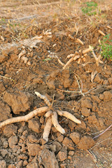 Cassava plantation and harvest in Thailand.
