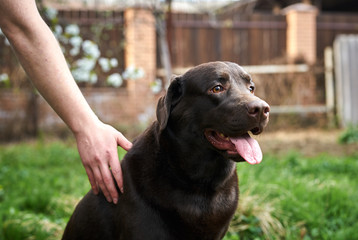 Dog, black labrador, labrador with stick out tongue walks in the park