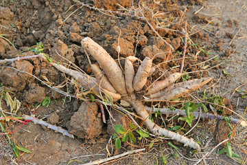 Cassava plantation and harvest in Thailand.