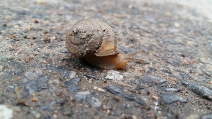 snail