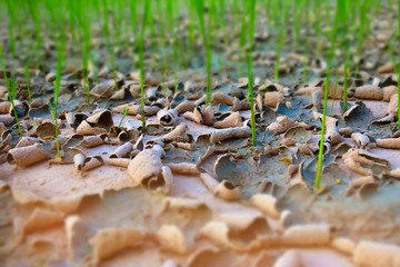 Abstract soft blurred and soft focus of dry soil, cracked earth texture ,dry seed sowing method of paddy rice field in Thailand.By the beam, light and lens flare effect tone.