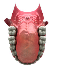 Denti Umani, Dentista, Dentizione, Anatomia, 3d, Tavola Completa