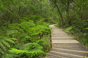 Path through rainforest in the Garden Route NP, South Africa
