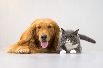 British shorthair cats and Golden Retriever