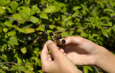 Cueillette des mûres, Mûre sauvage, Ronce commune, Rubus fruticosus