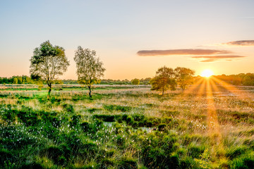 Wierdense veld Dutch Landscape