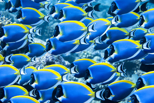 Colorful fish ball