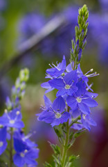 Detail Veronica austriaca 'Königsblau'