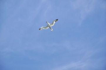 Möwe im Flug