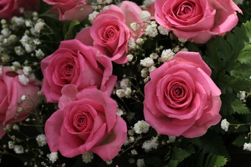 Big pink roses