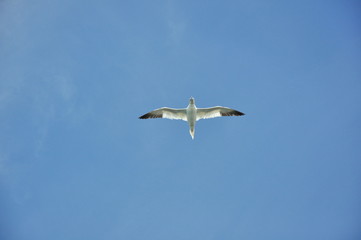 Möwe im Flug