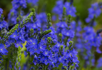 Detail Veronica austriaca 'Königsblau' - Blütenmeer