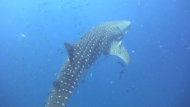 Whale shark in the blue 