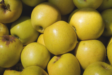 Yellow Apple for sale on market. Agriculture background. Close-up. Top view