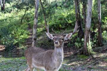 deer photo