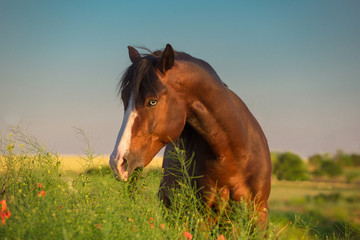 Bay horse with white line on it face in the green grass with red poppies on blue sky background