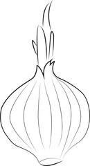 onion vector