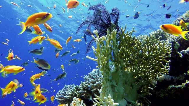 
Coral reef, tropical fish. Warm ocean and clear water. Underwater world.