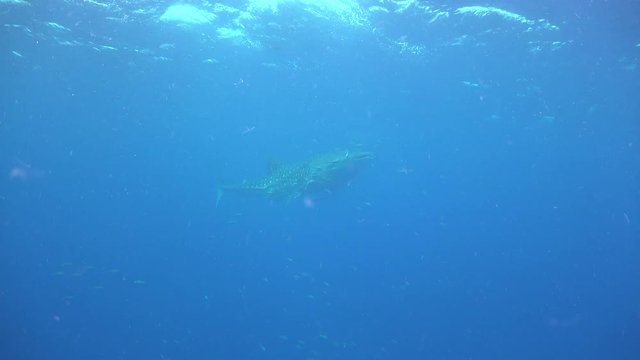 Whale shark on the surface filmed from below