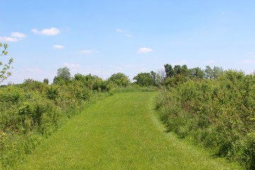 The grass trail in the green grass field.